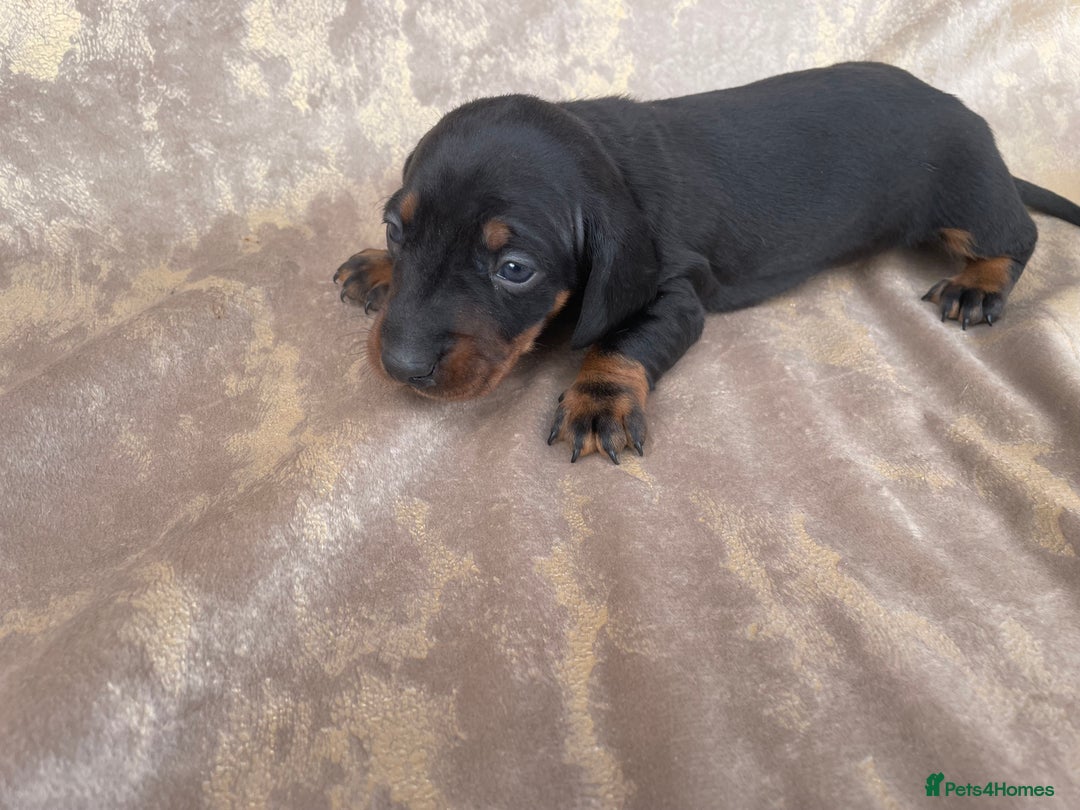 Dachshund dogs for sale: Dachshund puppies  - Image 12