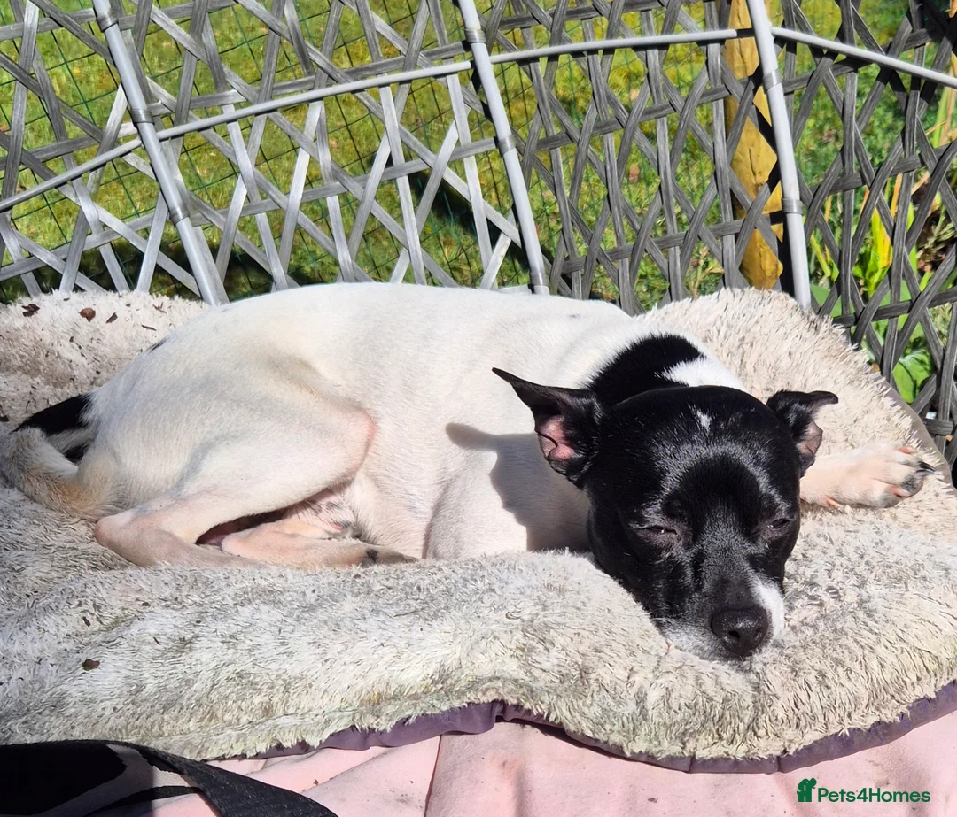 Jack Chi dogs for stud: Chihuahua x Jack Russell For Stud - Advert 2