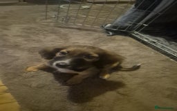 Mixed Breed dogs for sale: Zeus x - Image 1