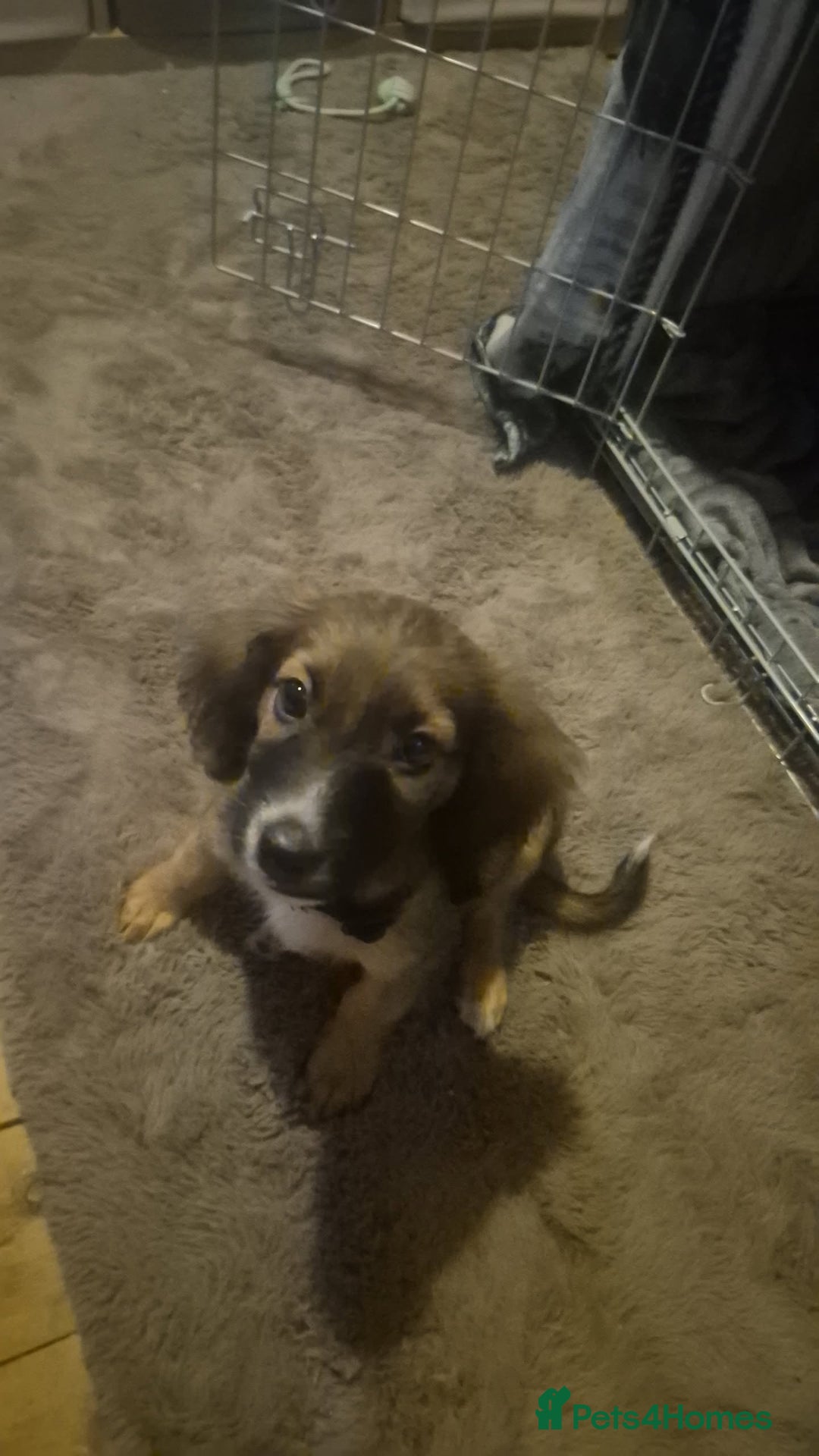 Mixed Breed dogs for sale: Zeus x - Image 1