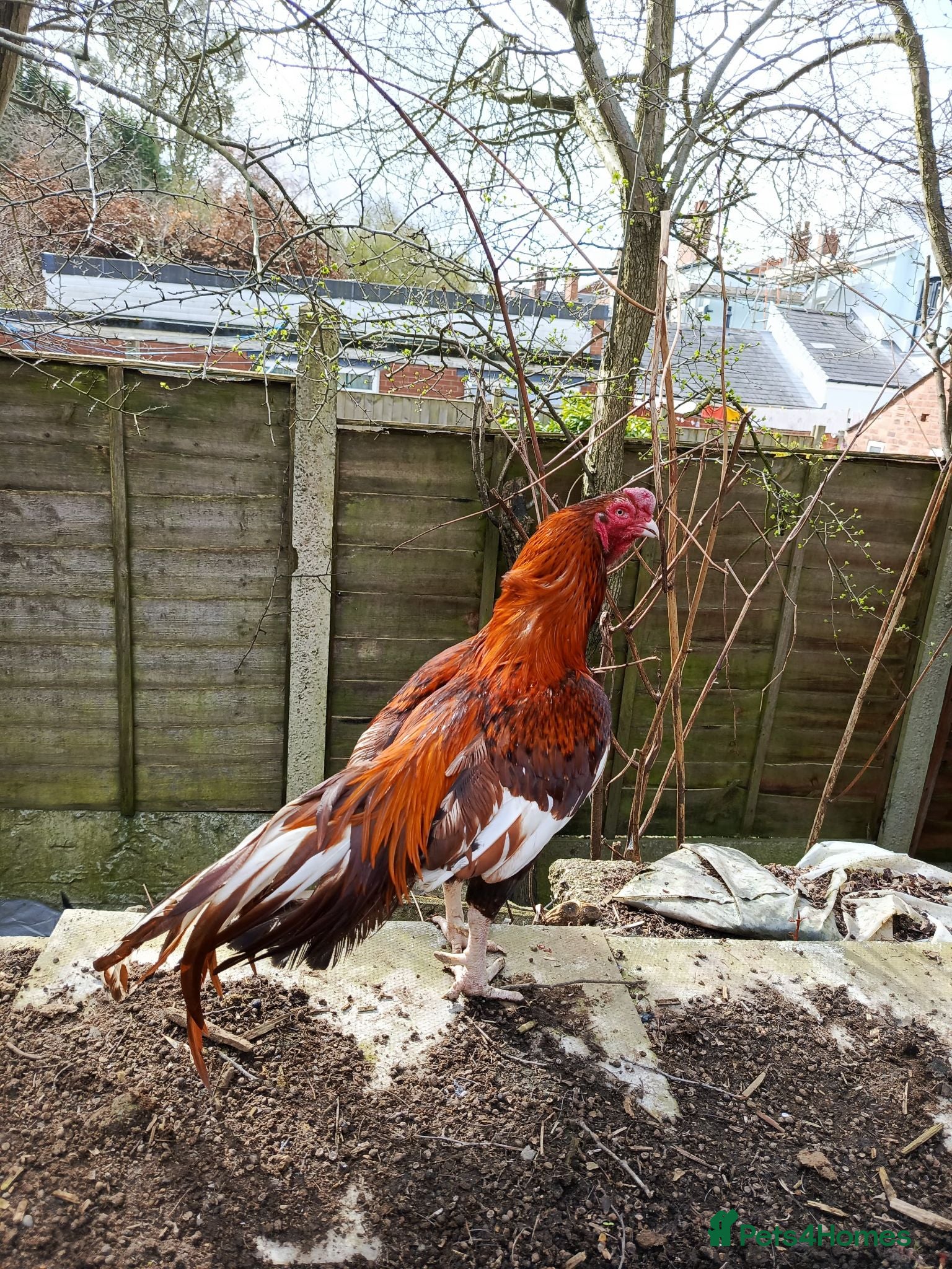 Chickens poultry Aseel- Different Prices - Advert 8