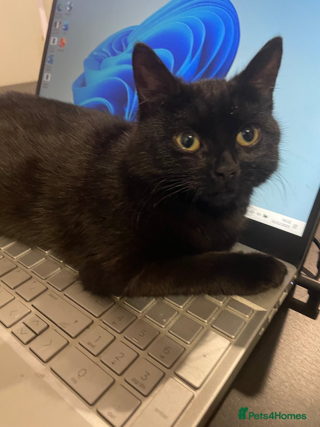 Bombay cats for sale: 5 month old cat for sale! - Advert 3