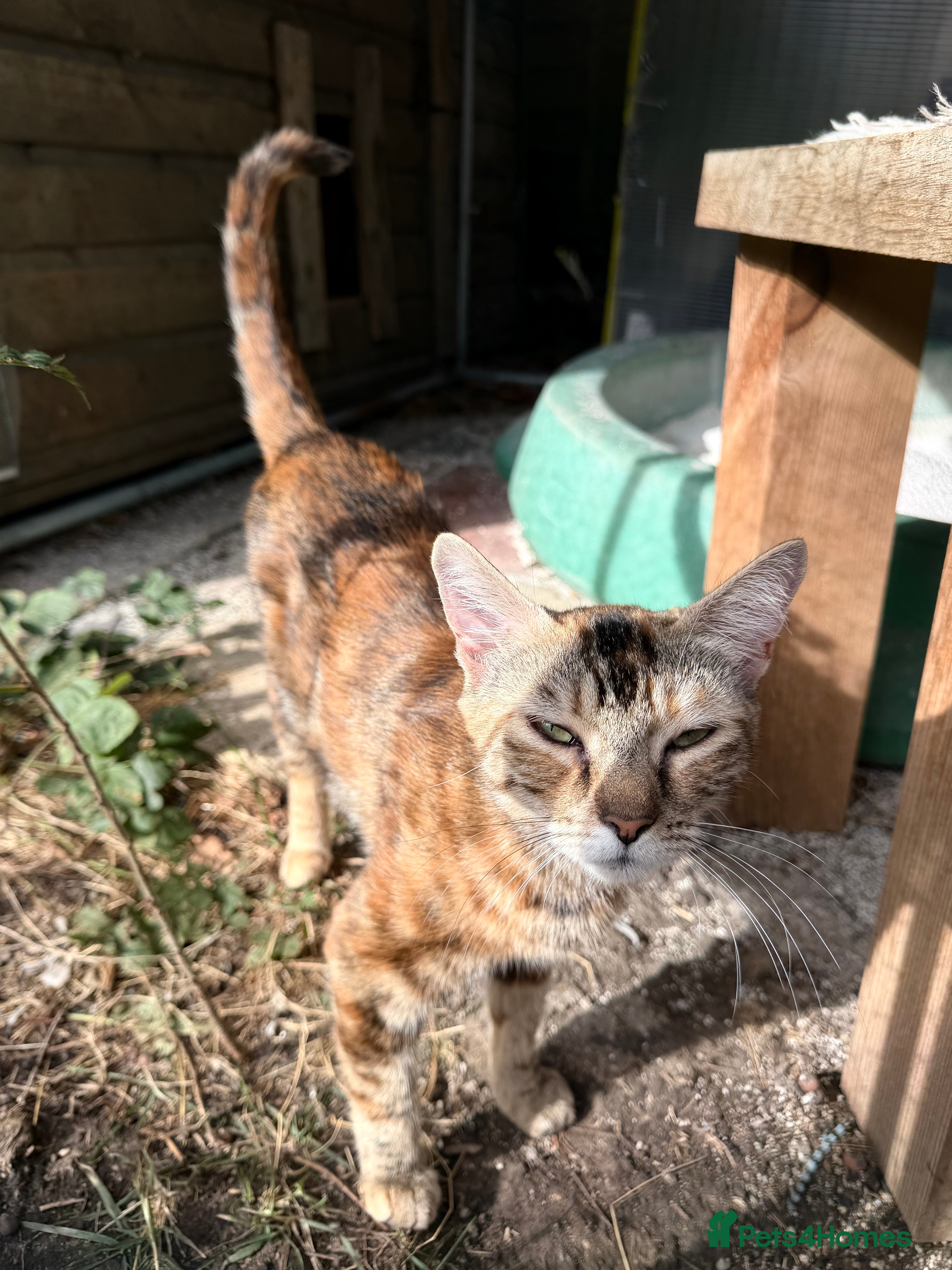 Mixed Breed cats savanna cross kitten - Advert 1