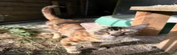 Mixed Breed cats for sale: savanna cross kitten - Advert 1