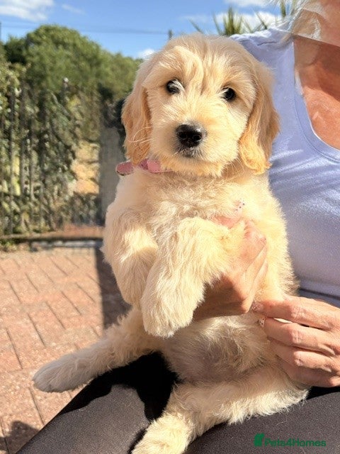 Goldendoodle dogs Australian Golden Doodle Puppies - READY NOW - Advert 17