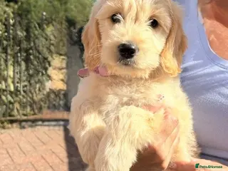 Goldendoodle dogs Australian Golden Doodle Puppies - READY NOW - Advert 6