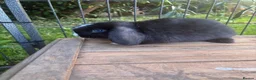 Mini Lop rabbits for sale: Gorgeous blue eye black mini lop  - Advert 4