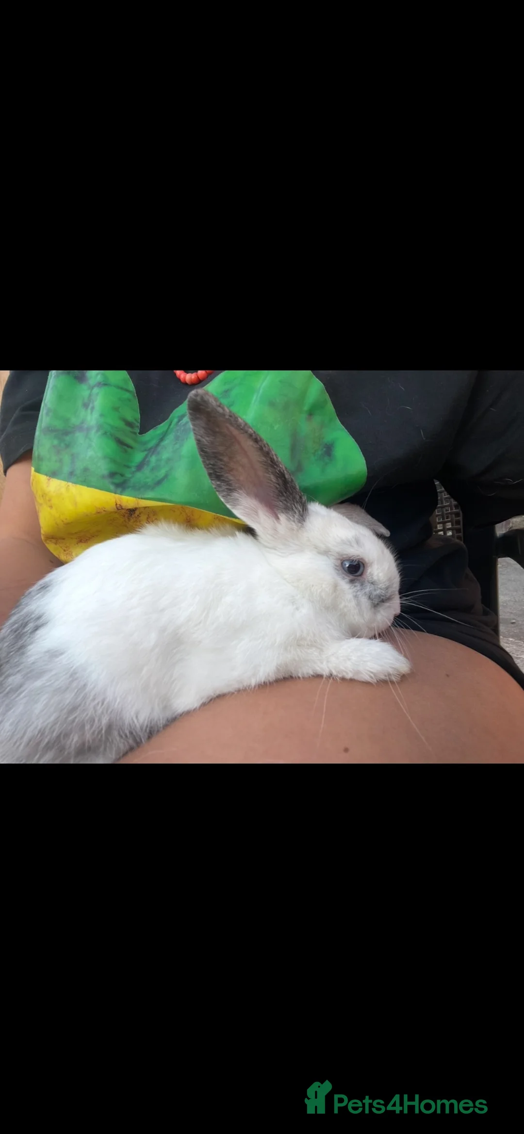Mini Lop rabbits for sale: Blue eyes male rabbit  - Advert 2