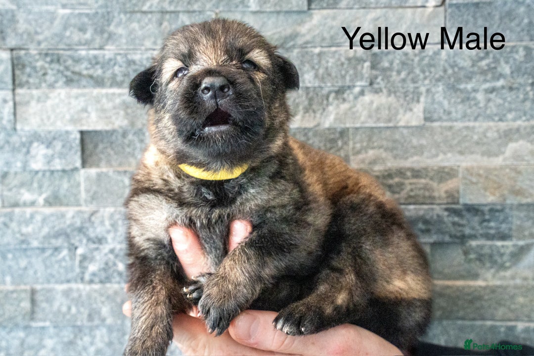 German Shepherd dogs for sale: German Shepherd Puppies - Image 7