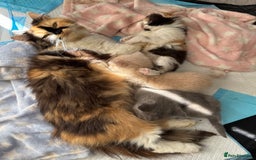 British Longhair cats for sale: 3 beautiful blue eyed British longhair - Image 15