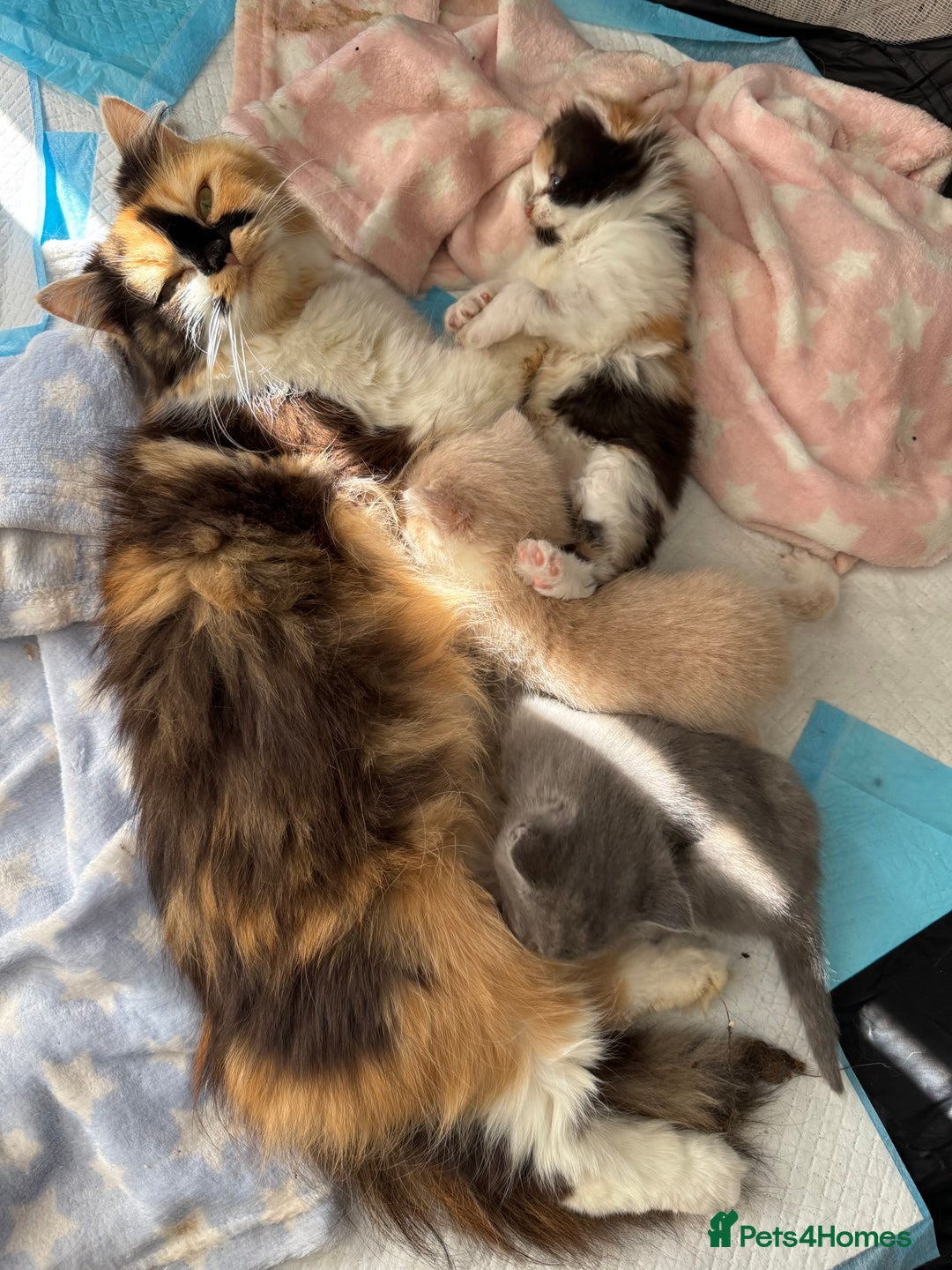 British Longhair cats for sale: 3 beautiful blue eyed British longhair - Image 15