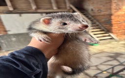 Ferret rodents for sale: 4 silver hob kits  - Image 5