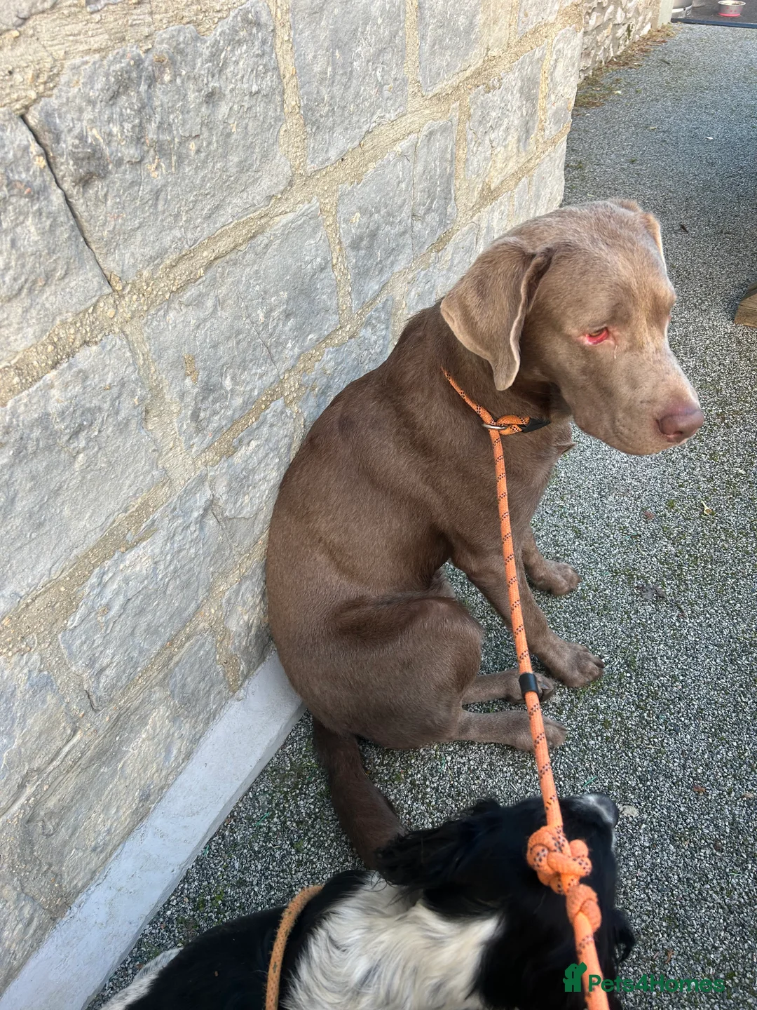 Labrador Retriever dogs for sale: Male Silver Labrador - Advert 3