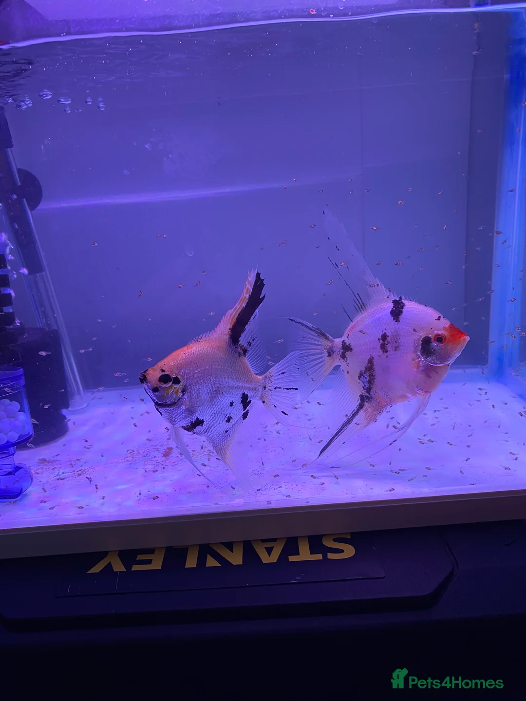 Angelfish fish for sale: Angel fish - Advert 5