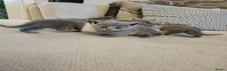 Russian Blue cats for sale: Russian Blue Kittens for Sale - Advert 8