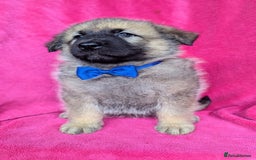 German Shepherd dogs for sale: Adorable German Shepherd puppies - Image 28