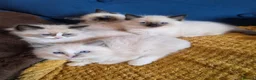 Ragdoll cats for sale: Registered Ragdoll Kittens  - Advert 24