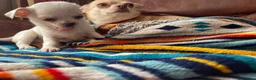 Chihuahua dogs for sale: Meet the Magnificent 7 - Advert 11