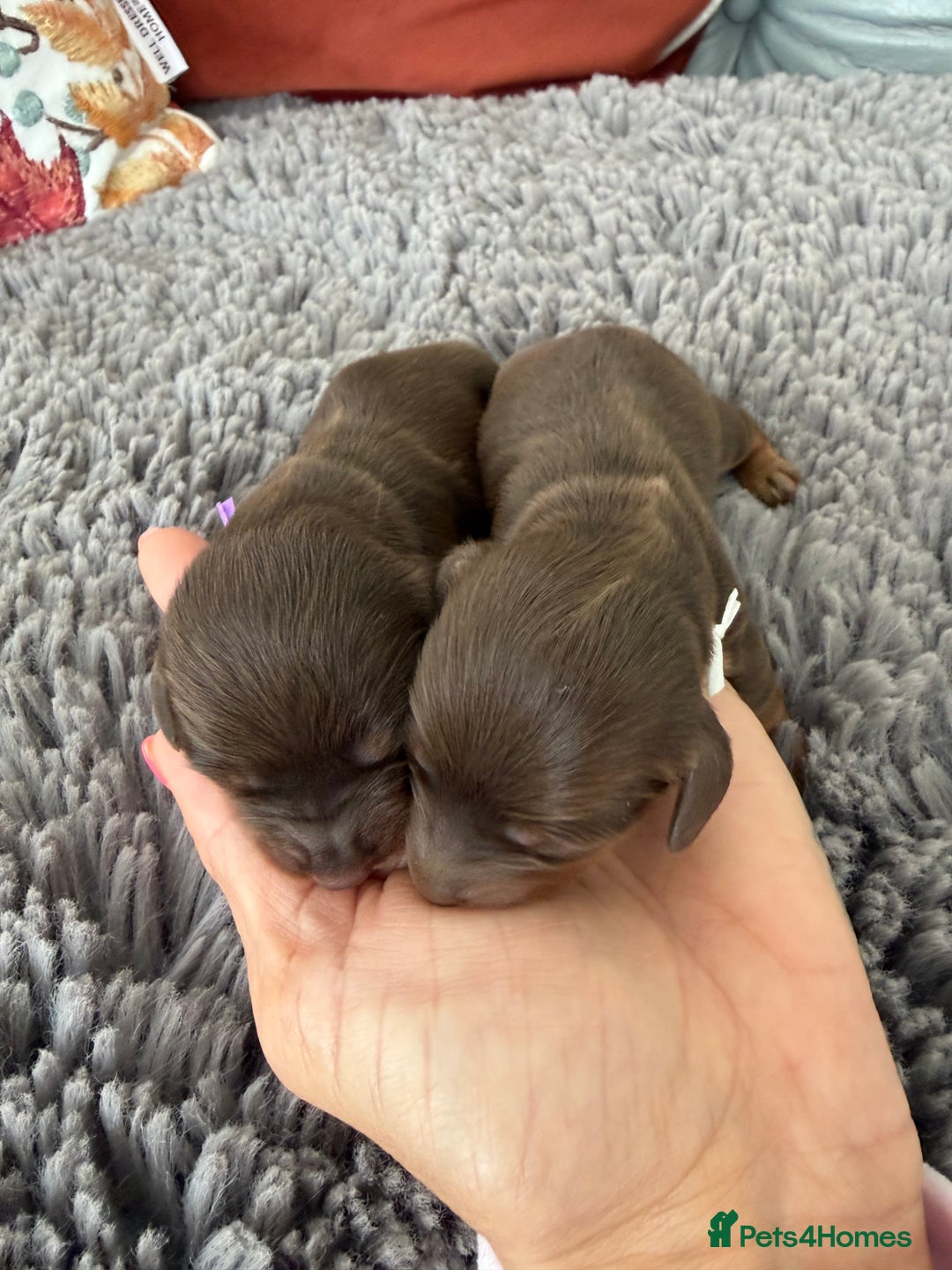 Miniature Dachshund dogs for sale: Long haired mini dachshund pups  - Image 12