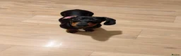 Dachshund dogs for sale: 1 year old miniature Dachshund in Port Talbot - Advert 2