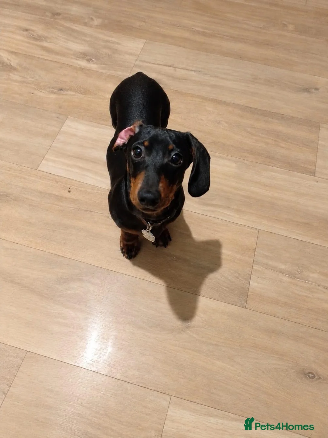 Dachshund dogs for sale: 1 year old miniature Dachshund in Port Talbot - Advert 2
