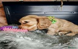 Cocker Spaniel dogs for sale: STUNNING LITTER OF KC SHOW COCKER SPANIEL PUPS!  - Image 22