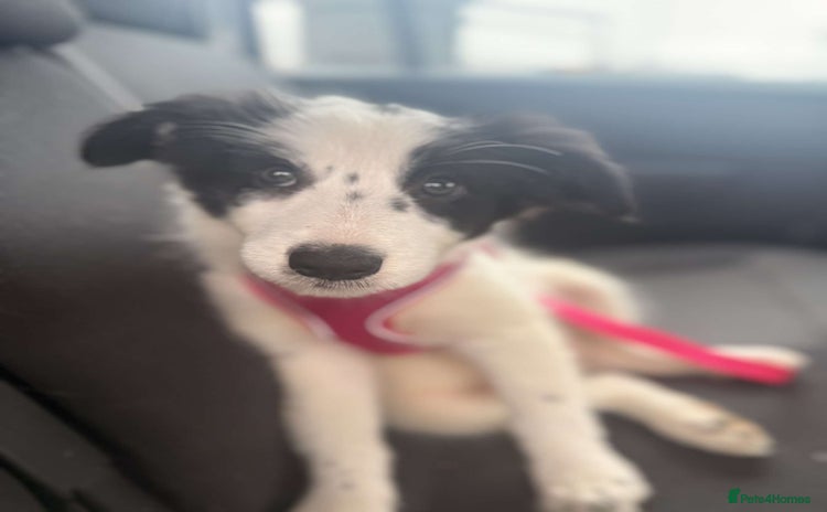 Border Collie dogs - Advert 2
