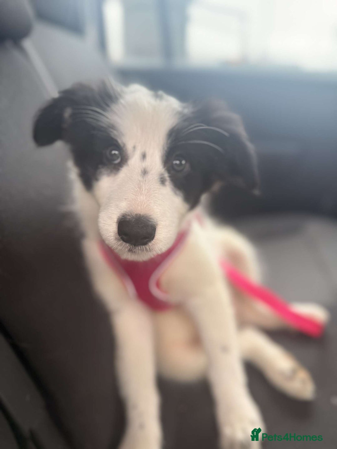 Border Collie dogs for sale: Adorable Female Border Collie Puppy!  - Image 1