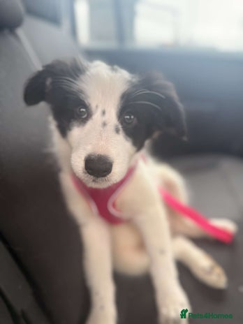 Border Collie dogs - Advert 10