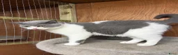 British Shorthair cats for sale: Beautiful bi coloured British shorthair cat  - Advert 8