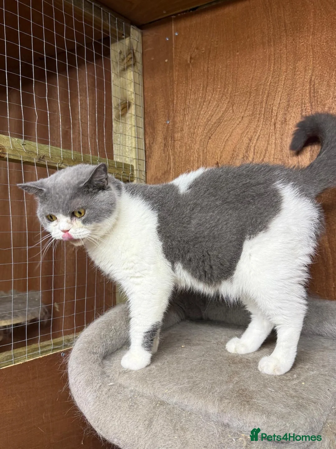 British Shorthair cats for sale: Beautiful bi coloured British shorthair cat  - Advert 8