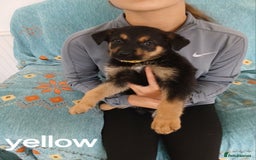 Mixed Breed dogs for sale: Shepweilers - Image 6