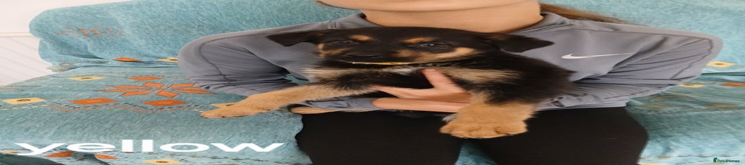 Mixed Breed Puppy 1