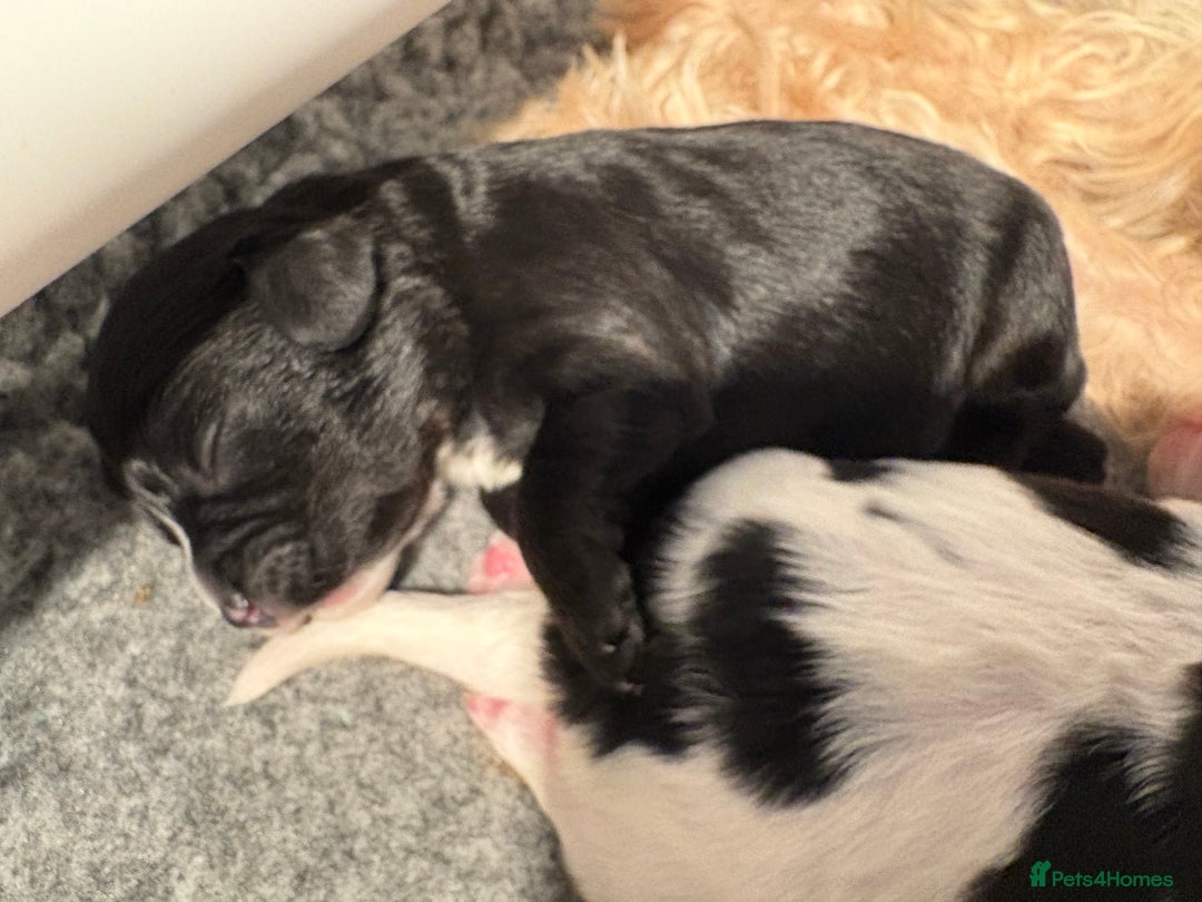 Cavapoo dogs for sale: HOME RAISED STUNNING TRI-COLOUR CAVAPOOS  - Image 10