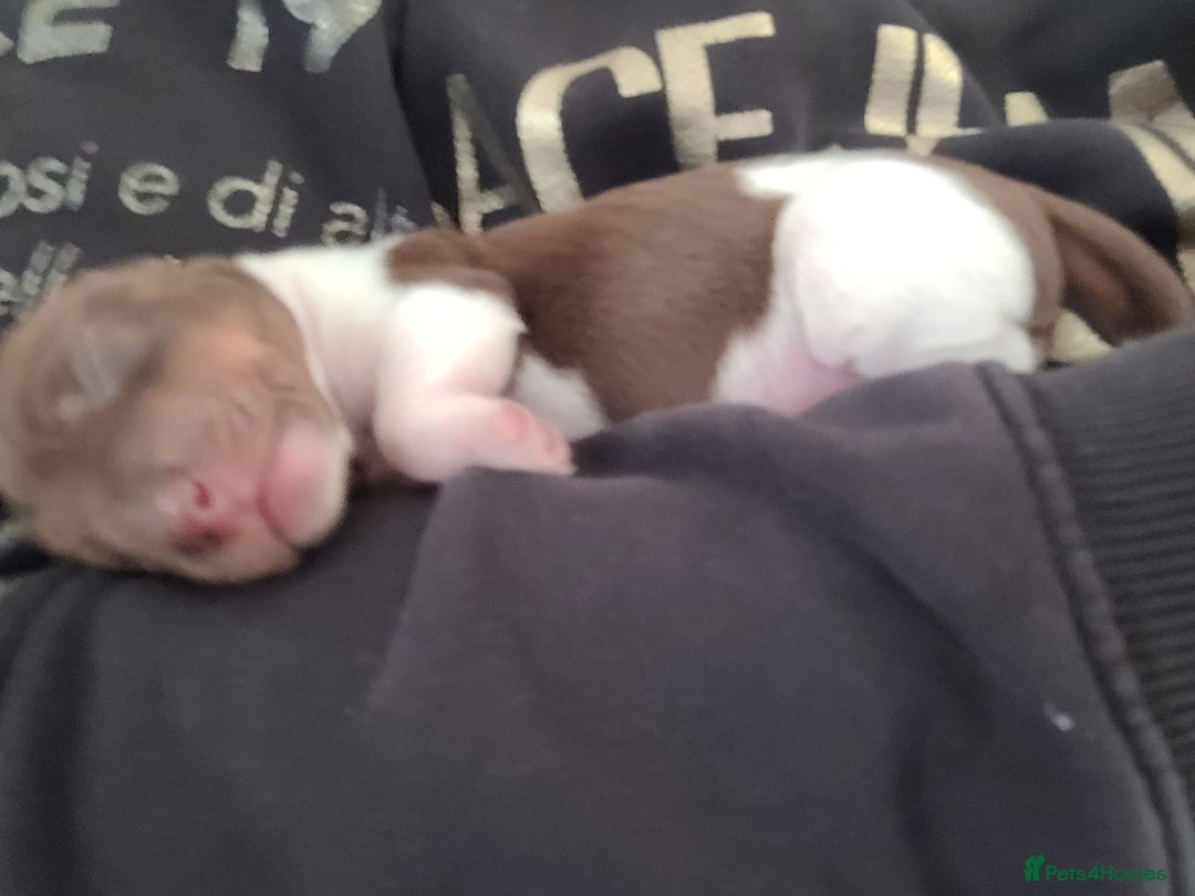Miniature Dachshund dogs for sale: 3 daschund puppies for sale 2 M 1 F - Image 3