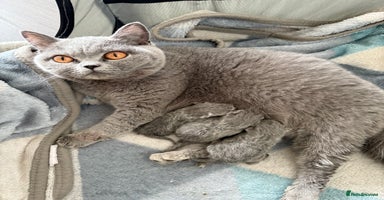 British Shorthair cats - Advert 3