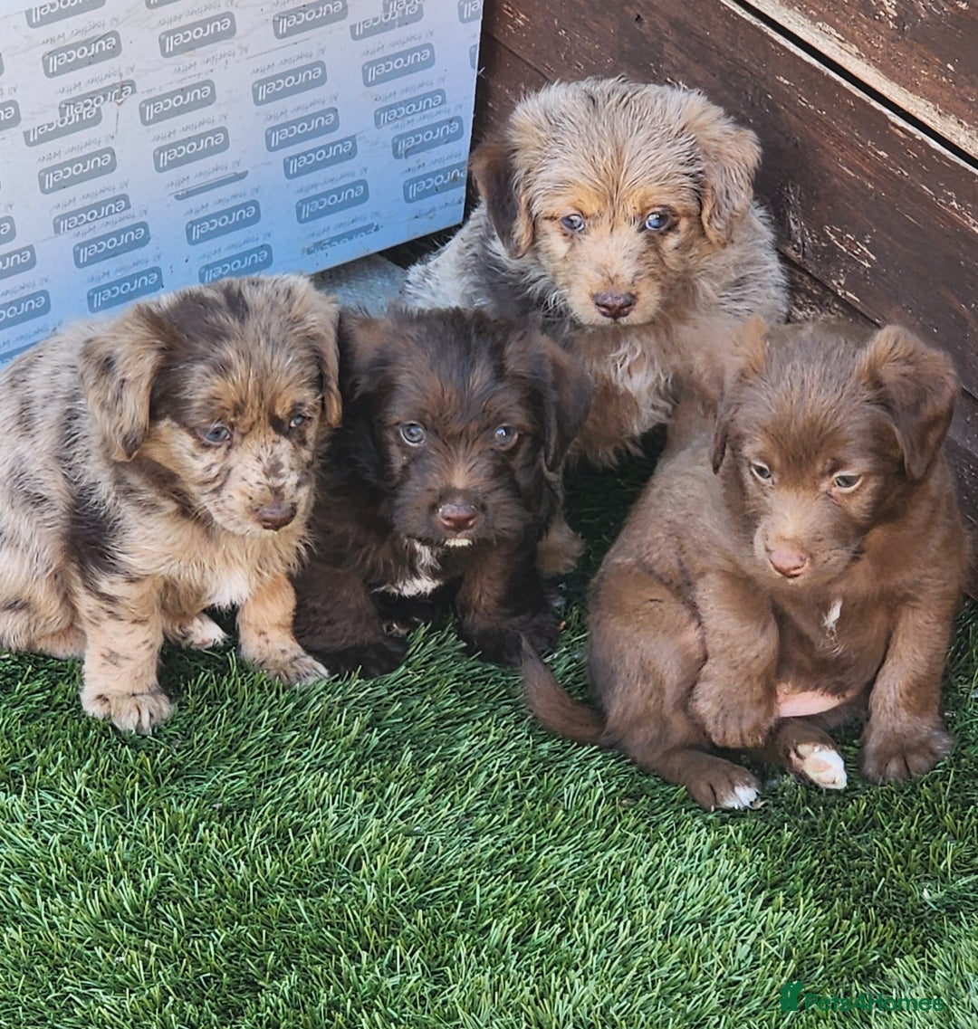 Jackapoo dogs for sale: 🐶 Rare-Coloured Jackapoo Puppies  - Image 1