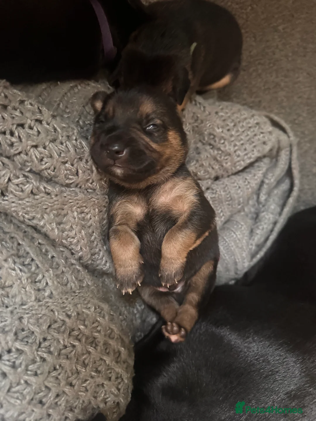 Mixed Breed dogs for sale: Staffy x belgian malinois  - Advert 3