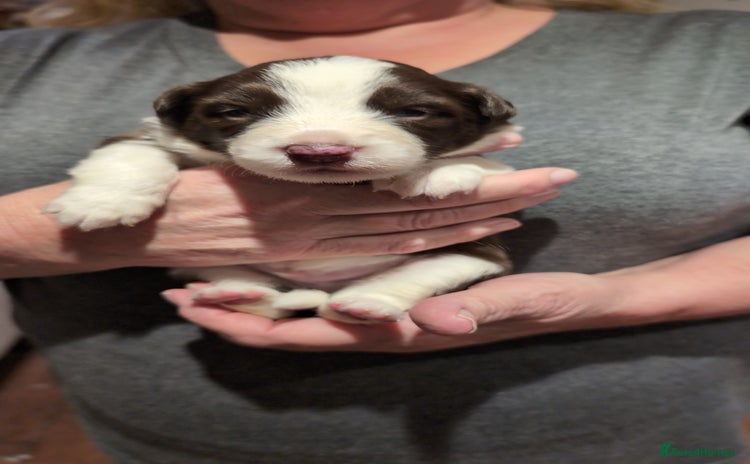 Border Collie dogs - Advert 13