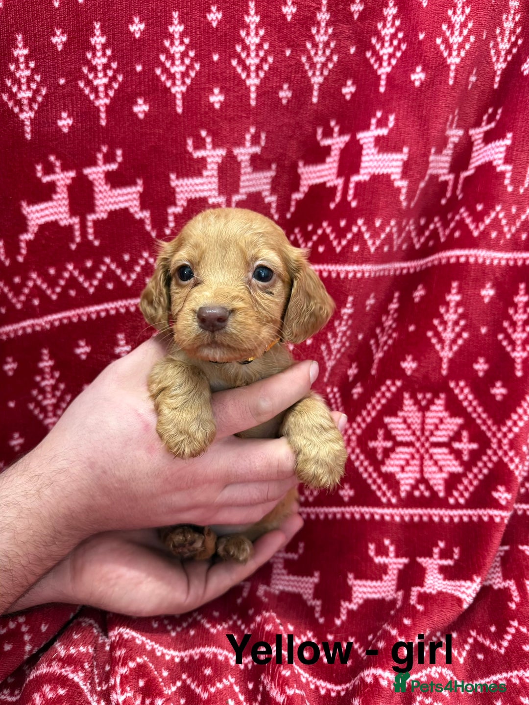 Cocker Spaniel dogs for sale: cocker spaniel puppies  - Advert 11