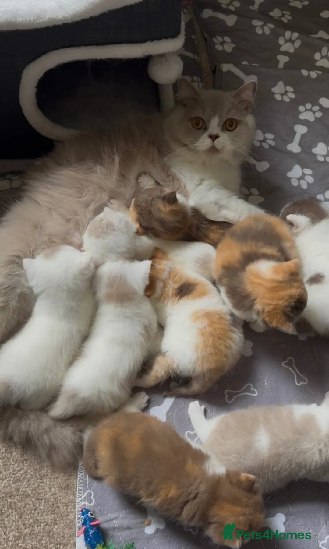 British Shorthair cats for sale: British shorthair kittens  - Advert 3