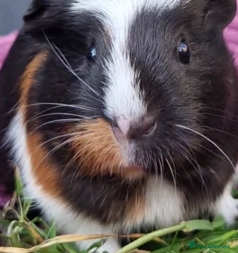Guinea Pig rodents Beaulful crested female  - Advert 2