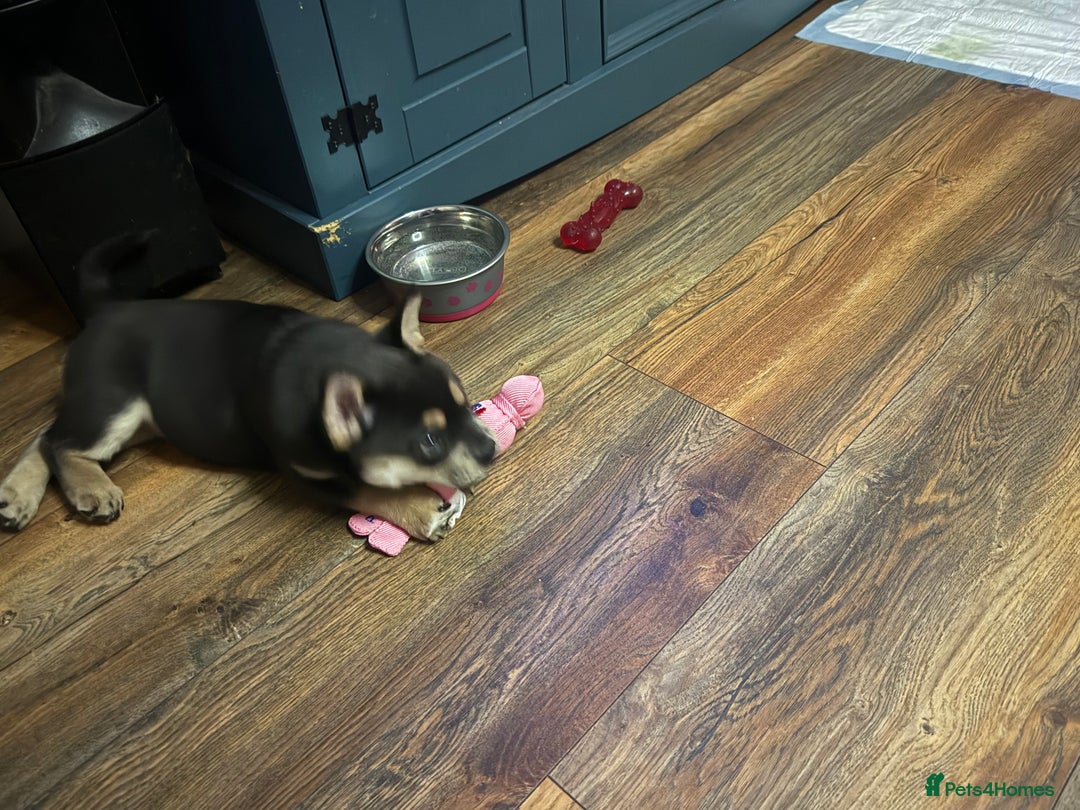 Mixed Breed dogs for sale: Frenchie chow  - Advert 4