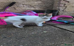 Mixed Breed cats for sale: 2 female kittens  - Image 12