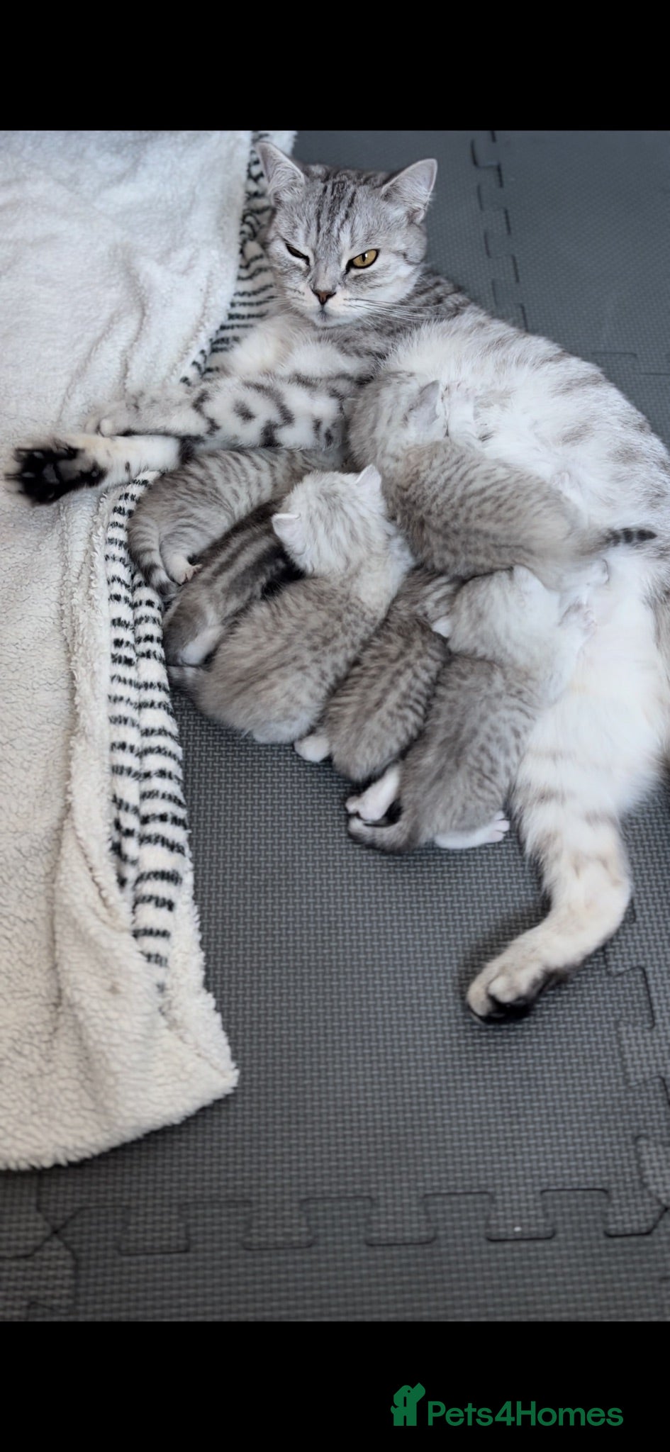 British Shorthair cats Stunning Snow Spot Kittens  - Advert 2