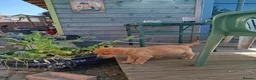 Labrador Retriever dogs for sale: K.C Reg Foxred pups  in Norwich - Advert 8
