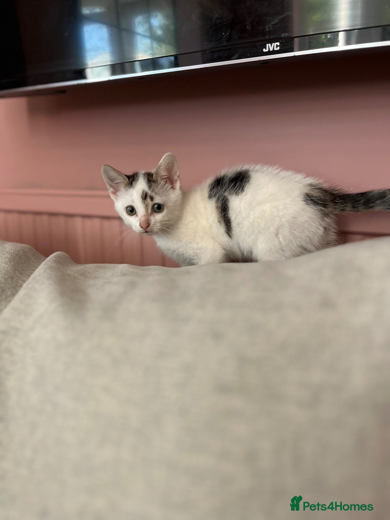 Mixed Breed cats One female ready for her new home  - Advert 1