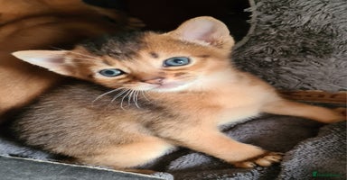 Abyssinian cats - Advert 2