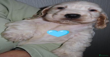 Cocker Spaniel dogs 🏆🏆Show Type Cocker Spaniel last boy AVAILABLE🏆 - Advert 14