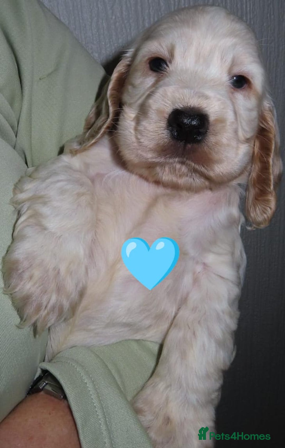 Cocker Spaniel dogs for sale: 🏆🏆Show Type Cocker Spaniel 🏆 - Advert 4